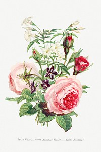 Moss Rose, Sweet Scented Violet and White Jasmine from The Language of Flowers, or, Floral Emblems of Thoughts, Feelings, and Sentiments (1896) by <a href="https://www.rawpixel.com/search/Robert%20Tyas?sort=curated&amp;type=all&amp;page=1">Robert Tyas</a>. Original from The Biodiversity Heritage Library. Digitally enhanced by rawpixel.
