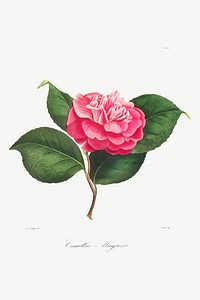 Camellia: No. 171 from Iconographie du Genre Camellia ou Description et Figures (1839&ndash;1843) by <a href="https://www.rawpixel.com/search/Lorenzo%20Berl%C3%A8se?sort=curated&amp;type=all&amp;page=1">Lorenzo Berl&egrave;se</a>. Original from The Cleveland Museum of Art. Digitally enhanced by rawpixel.