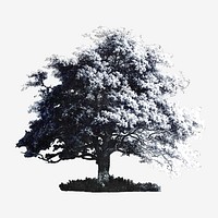 Vintage oak tree illustration vector