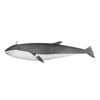 Vintage illustrations of Minke whale
