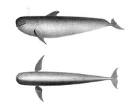 Vintage illustrations of The Blackfish