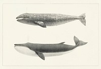 1. The California Gray Whale (Rhachieanectes claucus) 2. The Finback (Balaenoptera velifera) from Natural history of the cetaceans and other marine mammals of the western coast of North America (1872) by <a href="https://www.rawpixel.com/search/Charles%20Melville%20Scammon?">Charles Melville Scammon</a> (1825-1911).