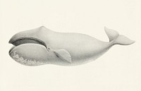 Bowhead whale (Balaena mysticetus) from Natural history of the cetaceans and other marine mammals of the western coast of North America (1872) by <a href="https://www.rawpixel.com/search/Charles%20Melville%20Scammon?">Charles Melville Scammon</a> (1825-1911).