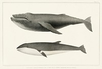 1. Humpback whale (Megaptera versabilis) 2. Minke whale (Balaenoptera davidsoni) from Natural history of the cetaceans and other marine mammals of the western coast of North America (1872) by <a href="https://www.rawpixel.com/search/Charles%20Melville%20Scammon?">Charles Melville Scammon</a> (1825-1911).