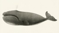 North Pacific right whale (Balaena sieboldii) from Natural history of the cetaceans and other marine mammals of the western coast of North America (1872) by <a href="https://www.rawpixel.com/search/Charles%20Melville%20Scammon?">Charles Melville Scammon</a> (1825-1911).