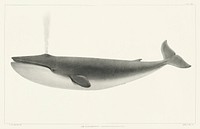 The Sulphurbottom (Sibbaldius sulfureus) from Natural history of the cetaceans and other marine mammals of the western coast of North America (1872) by <a href="https://www.rawpixel.com/search/Charles%20Melville%20Scammon?">Charles Melville Scammon</a> (1825-1911).