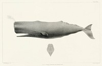 Sperm whale (Physeter macrocephalus) from Natural history of the cetaceans and other marine mammals of the western coast of North America (1872) by <a href="https://www.rawpixel.com/search/Charles%20Melville%20Scammon?">Charles Melville Scammon</a> (1825-1911).