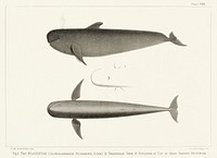 The Blackfish (Globiocephalus scammonii) from Natural history of the cetaceans and other marine mammals of the western coast of North America (1872) by <a href="https://www.rawpixel.com/search/Charles%20Melville%20Scammon?">Charles Melville Scammon</a> (1825-1911).