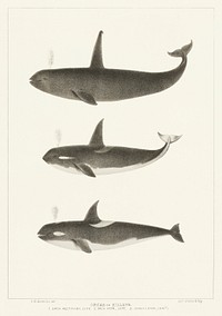 Orca or Killer whale (Orca rectipinna, Orca Ater) from Natural history of the cetaceans and other marine mammals of the western coast of North America (1872) by <a href="https://www.rawpixel.com/search/Charles%20Melville%20Scammon?">Charles Melville Scammon</a> (1825-1911).