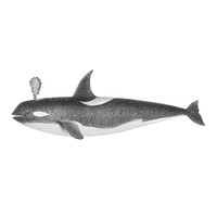 Vintage illustrations of Killer whale