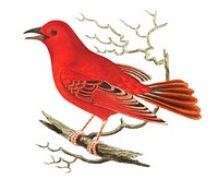 Mississippi Tanager illustration from The Naturalist&#39;s Miscellany (1789-1813) by George Shaw (1751-1813)