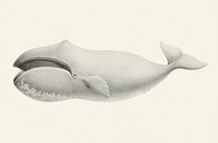 Vintage illustration of Bowhead whale (Balaena mysticetus)
