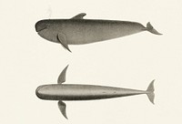 Vintage illustration of The Blackfish (Globiocephalus scammonii)
