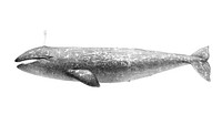 Vintage illustrations of California Gray Whale