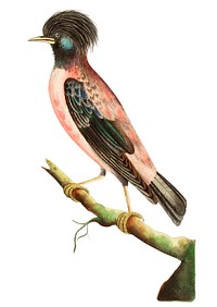 Rose-coloured ouzel illustration from The Naturalist&#39;s Miscellany (1789-1813) by George Shaw (1751-1813)