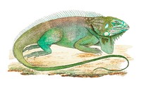 Iguana or guana illustration from The Naturalist&#39;s Miscellany (1789-1813) by George Shaw (1751-1813)