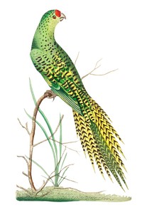 Ground parrot illustration from The Naturalist&#39;s Miscellany (1789-1813) by George Shaw (1751-1813)