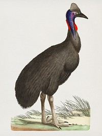 Vintage illustration of Galeated Cassowary or Black Cassowary or Emu