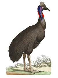 Galeated Cassowary or Black Cassowary or Emu illustration from The Naturalist&#39;s Miscellany (1789-1813) by George Shaw (1751-1813)