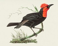 Vintage illustration of Malimbic tanager or Black tanager