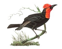 Malimbic tanager or Black tanager illustration from The Naturalist&#39;s Miscellany (1789-1813) by George Shaw (1751-1813)