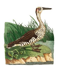 Fasciated duck illustration from The Naturalist&#39;s Miscellany (1789-1813) by George Shaw (1751-1813)