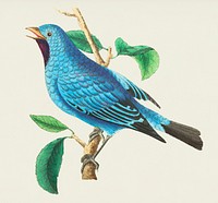 Vintage illustration of Silken-feathered Chatterer