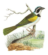 Silent Tanager illustration from The Naturalist's Miscellany (1789-1813) by George Shaw (1751-1813)