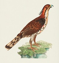Illustration of rare falcon from The Naturalist&#39;s Miscellany (1789-1813) by George Shaw (1751-1813)