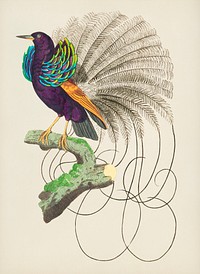 Vintage illustration of Vaillantian Paradise-bird or Violet-black Bird of Paradise