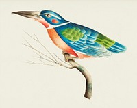 White-collared kingfisher or Blue kingfisher illustration from The Naturalist&#39;s Miscellany (1789-1813) by George Shaw (1751-1813)