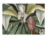 Vintage Umbrella Tree (Magnolia) illustration wall art print and poster.