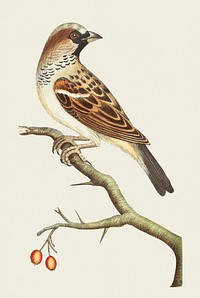 Sparrow or House sparrow illustration from The Naturalist&#39;s Miscellany (1789-1813) by George Shaw (1751-1813)