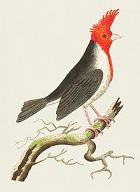 Crested dominican cardinal or Crested cardinal illustration from The Naturalist&#39;s Miscellany (1789-1813) by George Shaw (1751-1813)