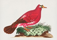 Crimson pigeon illustration from The Naturalist&#39;s Miscellany (1789-1813) by George Shaw (1751-1813)