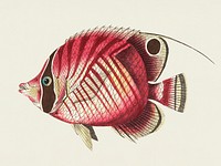 Red striped chaetodon or Yellowish chaetodon illustration from The Naturalist's Miscellany (1789-1813) by George Shaw (1751-1813)