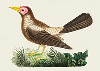 Bald Grakle illustration from The Naturalist&#39;s Miscellany (1789-1813) by George Shaw (1751-1813)