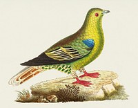 Vintage illustration of Madagascar pigeon or Green pigeon