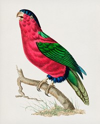 Vaillantian Parrakeet or Crimson Parrakeet illustration from The Naturalist&#39;s Miscellany (1789-1813) by George Shaw (1751-1813)