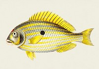 Single-spotted Scaiaena or Salema illustration from The Naturalist&#39;s Miscellany (1789-1813) by George Shaw (1751-1813)
