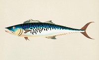 Mottled Mackrel illustration from The Naturalist&#39;s Miscellany (1789-1813) by George Shaw (1751-1813)
