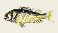 Gilt-head bream (Abilgardian Sparus) illustration from The Naturalist&#39;s Miscellany (1789-1813) by George Shaw (1751-1813)