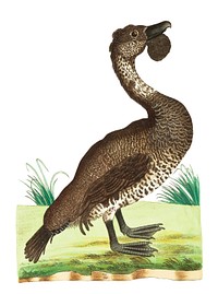 Lobated duck illustration from The Naturalist&#39;s Miscellany (1789-1813) by George Shaw (1751-1813)