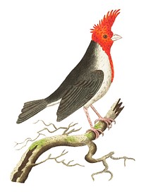 Crested dominican cardinal or Crested cardinal illustration from The Naturalist's Miscellany (1789-1813) by George Shaw (1751-1813)
