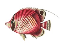 Red striped chaetodon or Yellowish chaetodon illustration from The Naturalist&#39;s Miscellany (1789-1813) by George Shaw (1751-1813)