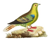 Madagascar pigeon or Green pigeon illustration from The Naturalist&#39;s Miscellany (1789-1813) by George Shaw (1751-1813)