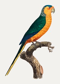The Yellow-Fronted Parakeet, Cyanoramphus auriceps illustration