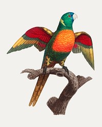 The Blue-Headed Parrot (Pionus menstruus) illustration