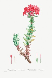 Crassula Coccinea (Red Crassula) from Histoire des Plantes Grasses (1799) by <a href="https://www.rawpixel.com/search/Pierre%20Joseph%20Redout%C3%A9?sort=curated&amp;type=all&amp;page=1">Pierre-Joseph Redout&eacute;</a>. Original from Biodiversity Heritage Library. Digitally enhanced by rawpixel.