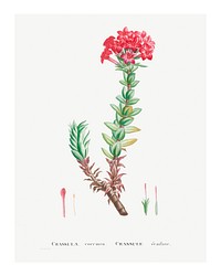 Crassula Coccinea (Red Crassula) wall art print and poster from Histoire des Plantes Grasses (1799) by Pierre-Joseph Redout&eacute;. Original from Biodiversity Heritage Library. Digitally enhanced by rawpixel.